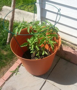 Tomato plant- June 7, 2014