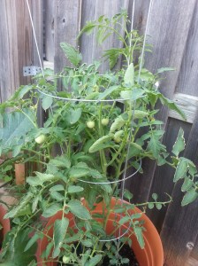 Look at the pretty babies, original tomato plant - July 10, 2014
