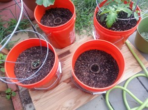 New tomato, sweet red bell pepper, cherry tomato, - zucchini, clockwise- July 10, 2014