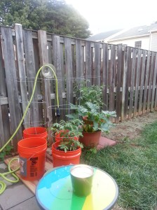 My first container garden- July 10, 2014