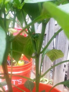 Red bell pepper- September 3, 2014